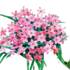 Калохортус Ipheion
