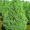 Ель канадская Коника (5-7 см, горшок Р9)