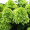 Гортензия метельчатая Лаймлайт (25-30 см, горшок р9)