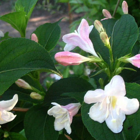 Вейгела цветущая Альба (40-50 см, горшок С3)
