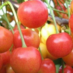 Черешня Аэлита (Однолетний, ОКС)
