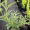 Вейгела цветущая Сплендид (20-30 см, горшок С3)