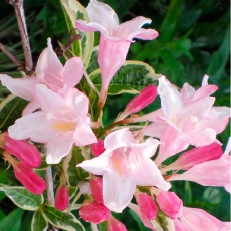 Вейгела цветущая Сплендид (20-30 см, горшок С3)