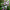 Вейгела цветущая Вариегата (25-35 см, горшок С2,4)