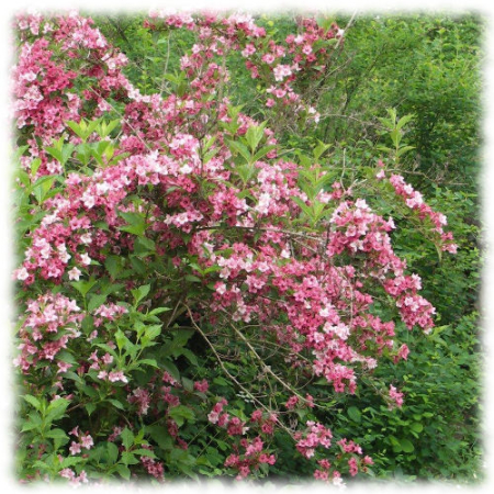 Вейгела цветущая Россошанка (20-30 см, горшок С2,4)