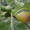 Инжир Медовый (20-25 см, горшок p9)