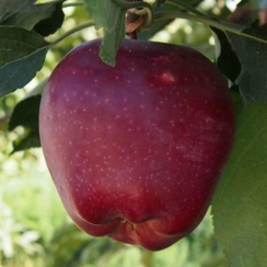 Яблоня Старкримсон (Трехлетний, ОКС)