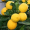 Лимон Киевский (с цветами) (40-60 см, ЗКС)