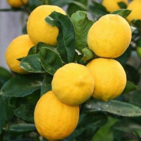 Лимон Київський (з квітами) (15-25 см, ЗКС)
