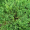 Можжевельник горизонтальный Андорра Компакт (20-30 см, горшок С2)