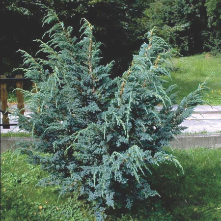 Можжевельник китайский Блю Альпс (30-35 см, горшок С3)