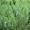 Ялівець горизонтальний Альпіна (10-15 см, горщик Р9)