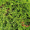 Можжевельник казацкий Рокери Джем (30-40 см, горшок С3)