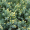Можжевельник чешуйчатый Дрим Джой (10-20 см, горшок С3)