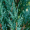 Ялівець скельний Блю Арроу (40-50 см, горщик С3)