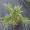 Можжевельник казацкий Вариегата (10-15 см, горшок Р9)