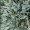 Можжевельник горизонтальный Гласиер (10-15 см, ЗКС)