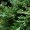 Можжевельник горизонтальный Джейд Ривер (35-45 см, ЗКС)