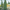 Можжевельник обыкновенный Хиберника (30-40 см, горшок С3)