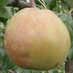 Груша Кучерянка (Трехлетний, ОКС)
