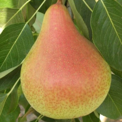 Груша Николай Крюгер (Трехлетний, ОКС)