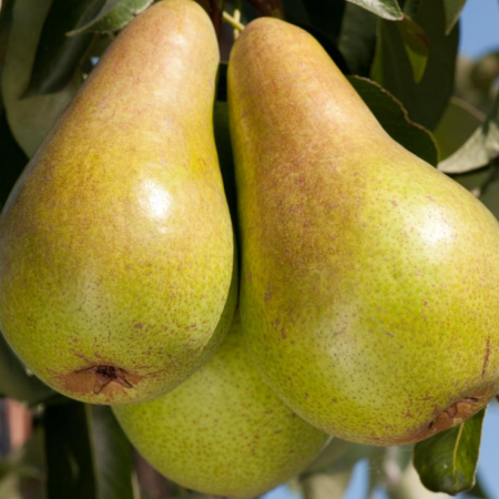 Груша Конкорд (Трехлетний, ОКС)
