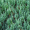Можжевельник горизонтальный Блю Форест (15-25 см, горшок С3)