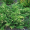 Ялівець горизонтальний Андорра Варієгата (20-25 см, ЗКС)