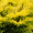 Можжевельник горизонтальный Лаймглоу (10-12 см, горшок Р9)