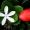 Карисса Крупноцветковая (60-120 см, ЗКС)