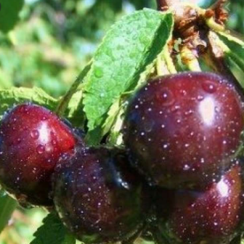 Черешня Зодиак (Однолетний, ОКС)