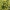 Можжевельник обыкновенный Голд Машанель (30-40 см, горшок С3)