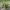 Можжевельник обыкновенный Голд Машанель (30-40 см, горшок С3)