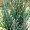 Можжевельник скальный Сильвер Стар (15-20 см, горшок Р9)