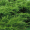 Ялівець середній Мінт Джулеп (10-15 см, горщик Р9)