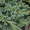 Можжевельник чешуйчатый Блю Карпет (20-25 см, горшок С3)
