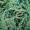 Ялівець лускатий Ханнеторп (10-12 см, ЗКС)