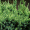 Можжевельник чешуйчатый  Холгер (10-12 см, горшок Р9)