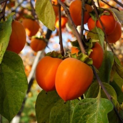Хурма Джон Рик (Двухлетний, ОКС)