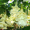 Бругмансия белая махровая (однолетние, зкс)