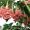 Бругмансія рожева махрова (однолітні, зкс)