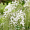Гліцинія рясно квітуча Shiro-noda (Дворічний, зкс)