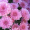 Хризантема Прекосита рожева (Саджанці в горщику)