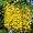 Бобовник Золотой дождь (100-110 см, горшок С7,5)