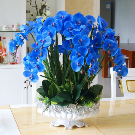 Орхідея блакитна (60-70 см, у горщику)
