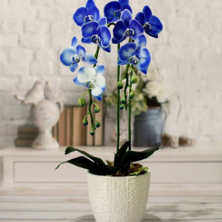 Орхидея голубая (60-70 см, в горшке)