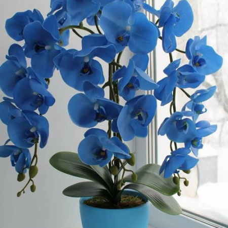 Орхидея голубая (60-70 см, в горшке)