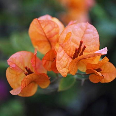 Бугенвиллия оранжевая (в горшке, молодое растение)