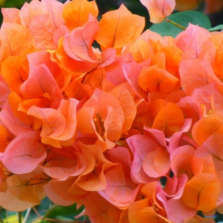 Бугенвіллія помаранчева (у горщику, молода рослина)