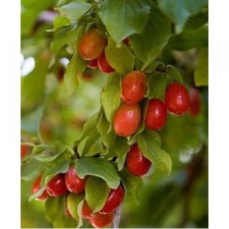 Кизил Коралловый (Трехлетний, привит, ОКС)